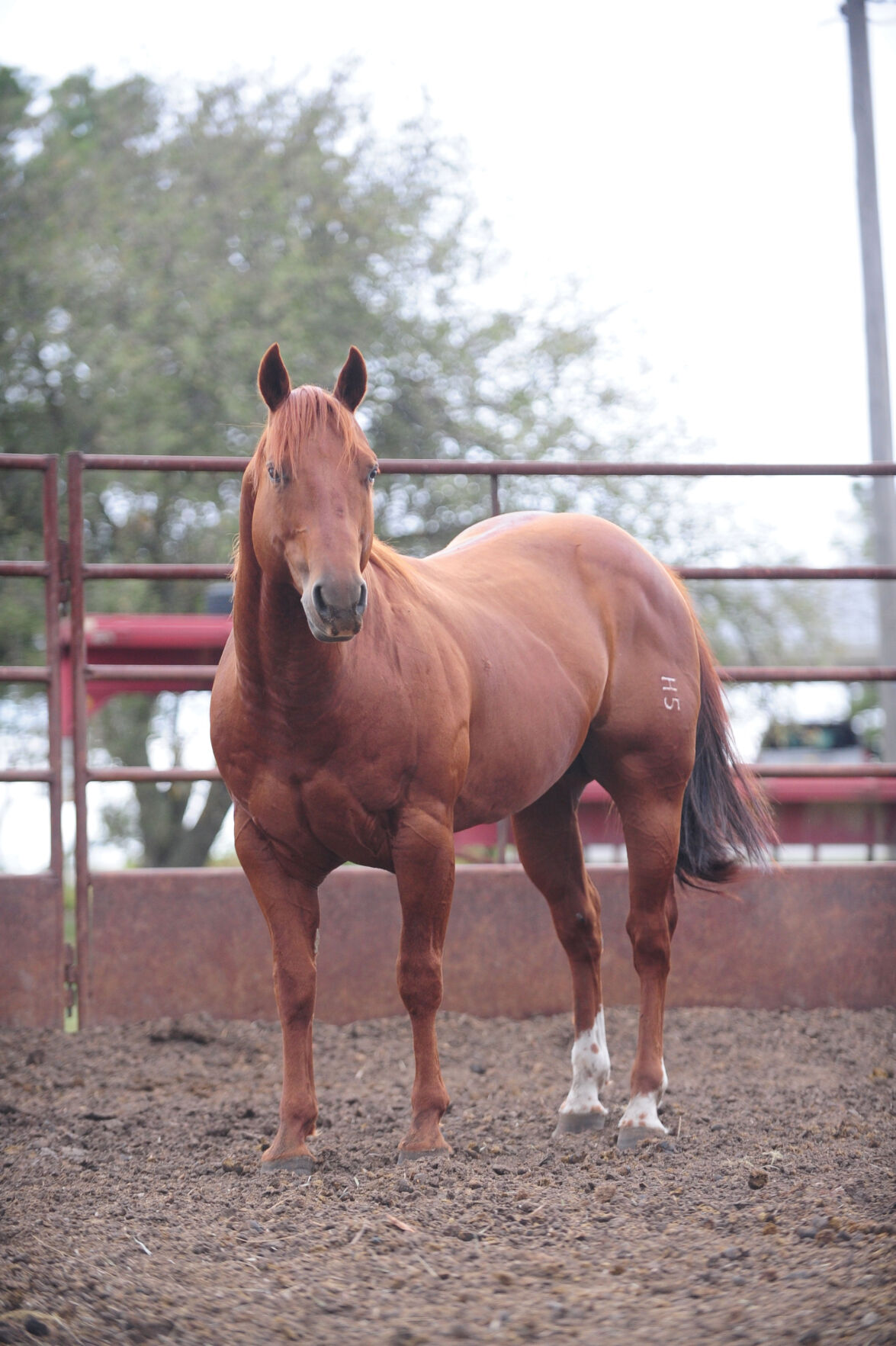 Holeman Quarter Horses